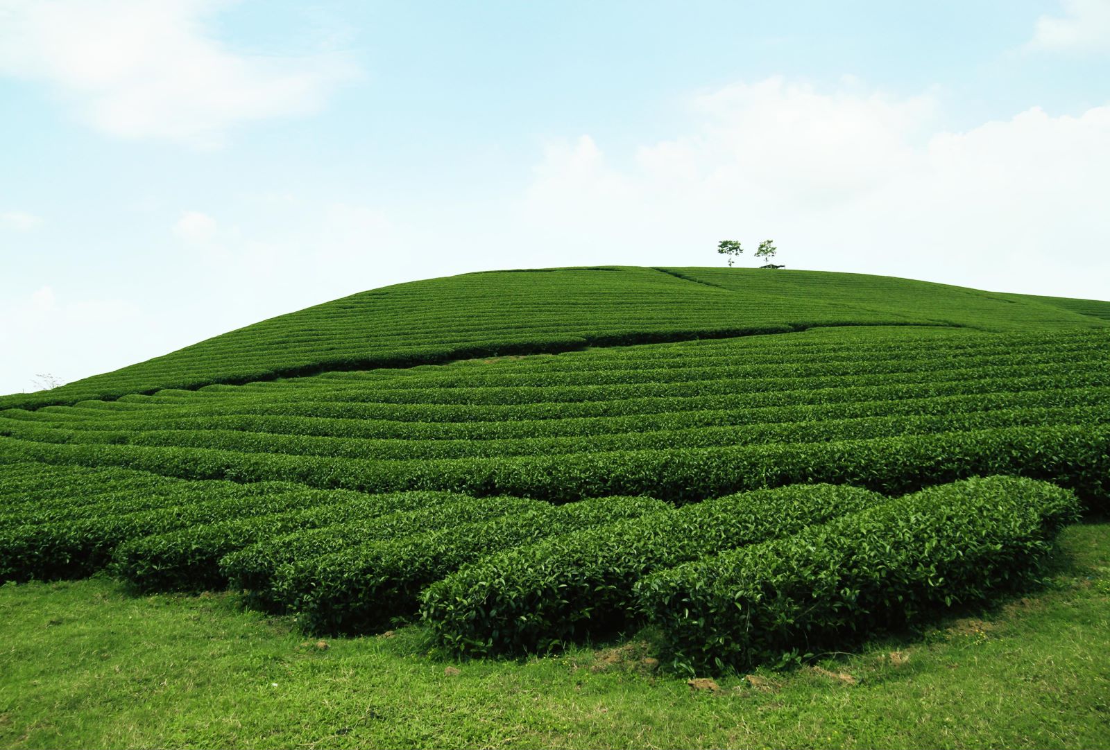 Elevate Your Health: Unlocking the Power of Black Tea