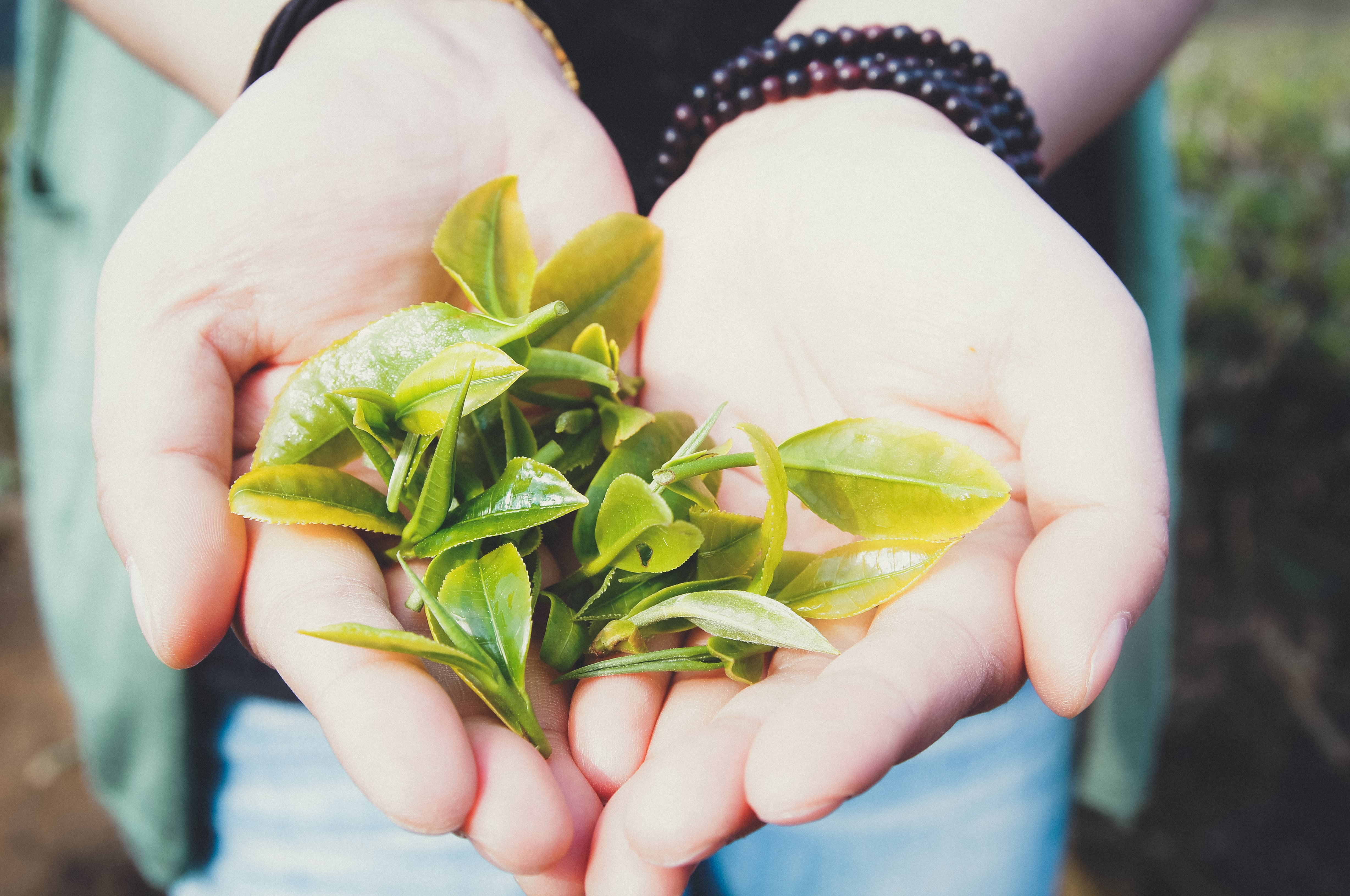 Chrysanthemum tea:Ancient Chinese Remedy for Improved Health